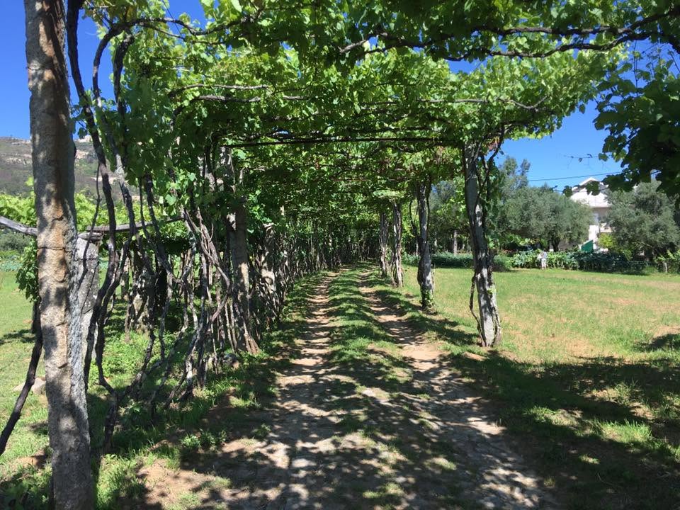 Der Jakobsweg: Der Weg nach Santiago de Compostela