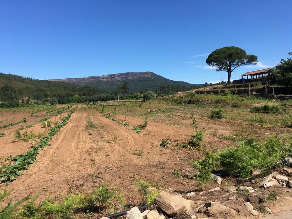 Der Jakobsweg: Der Weg nach Santiago de Compostela