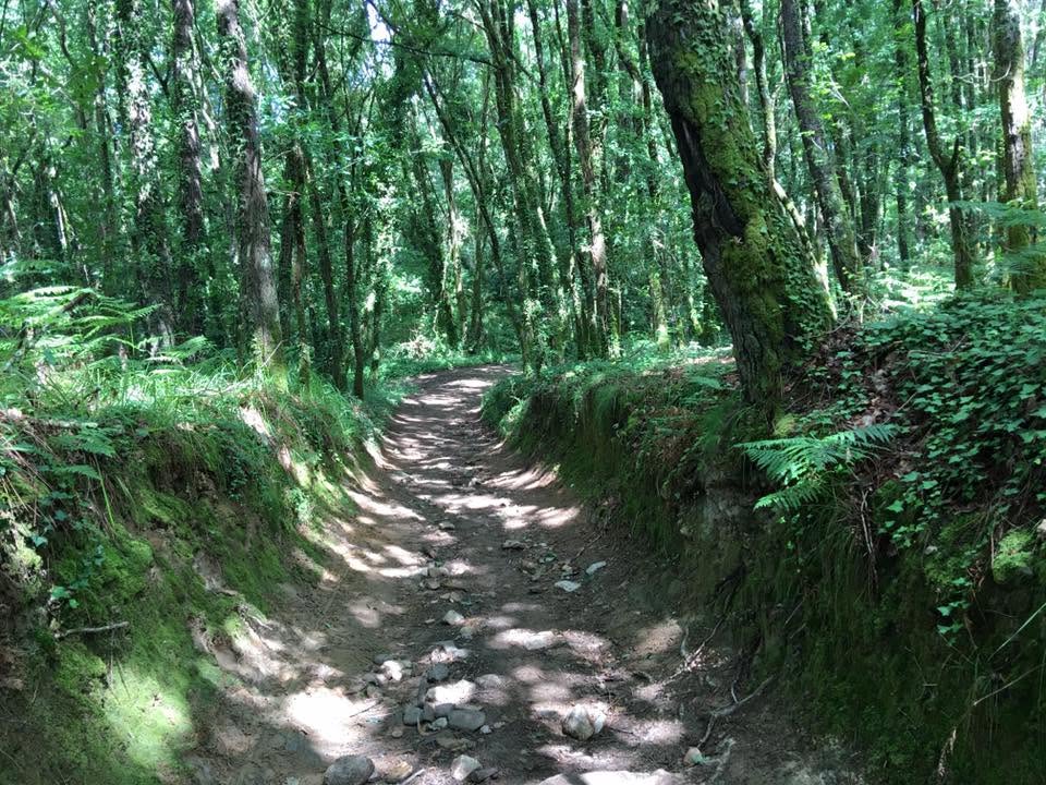 Der Jakobsweg: Der Weg nach Santiago de Compostela